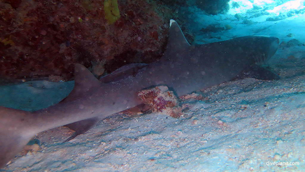 White tip reef shark snoozing in a cave at Tenements Heron Island with Heron Island Dive Shop diving Heron Island Diveplanit 9274 Seq