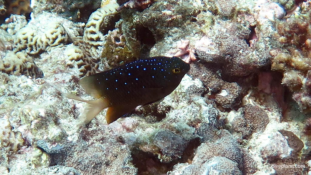 Jewel Damsel at Tenements Heron Island with Heron Island Dive Shop diving Heron Island Diveplanit 9301