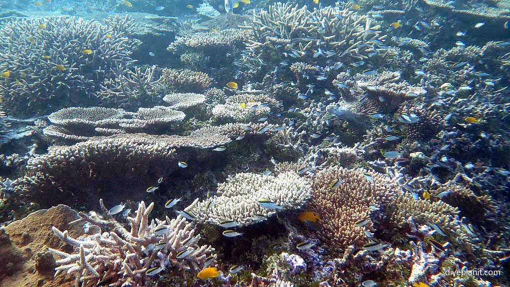 What are the Best Diving Places on our Great Barrier Reef? Classic coral reef scene at Heron Bommie with Heron Island Dive Shop diving Heron Island Diveplanit