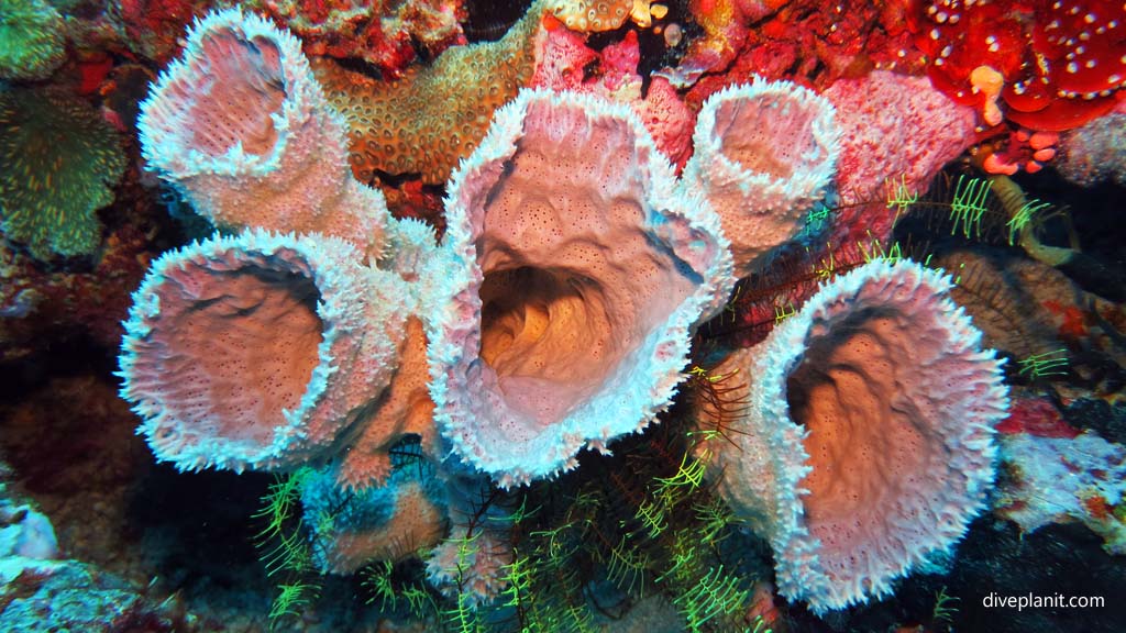 Prickly sponge coral diving Pos 1 Menjangan Bali Indonesia by Diveplanit