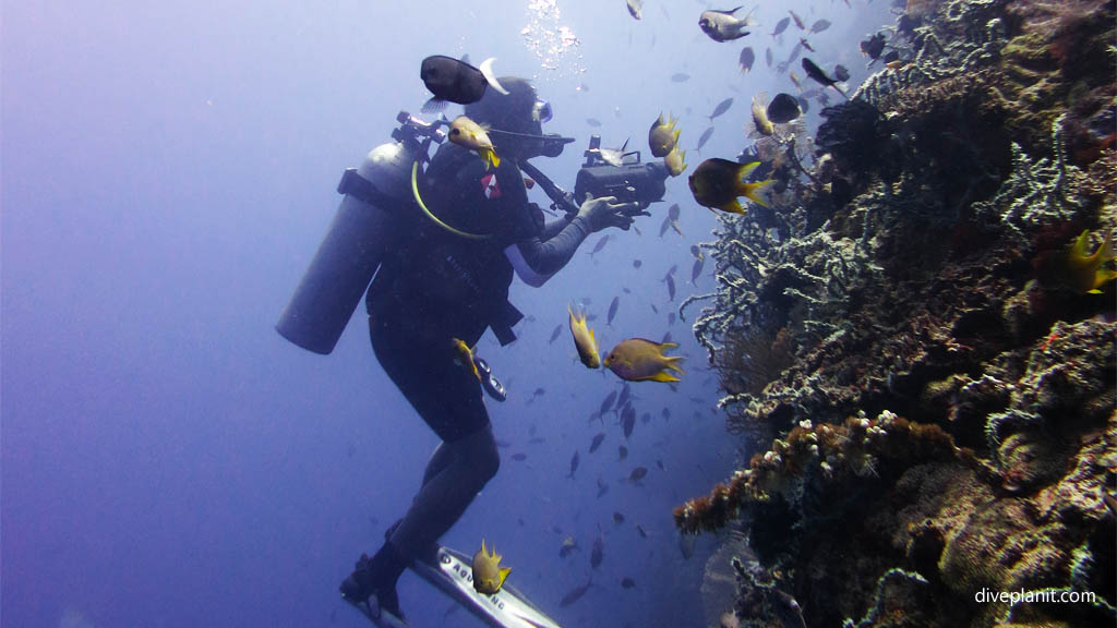 Diver filming on the wall diving Dream Wall Menjangan Bali Indonesia by Diveplanit