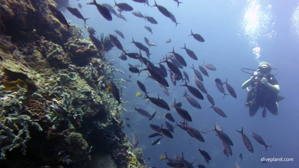 9512-divers-and-fish-on-the-wall-diving-dream-wall-menjangan-bali-indonesia-diveplanit-9512