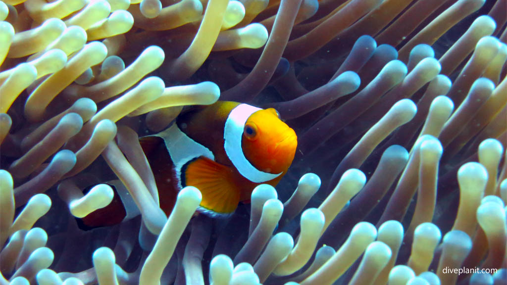 True Clownfish in bleached anemone diving Coral Garden Menjangan Bali Indonesia by Diveplanit