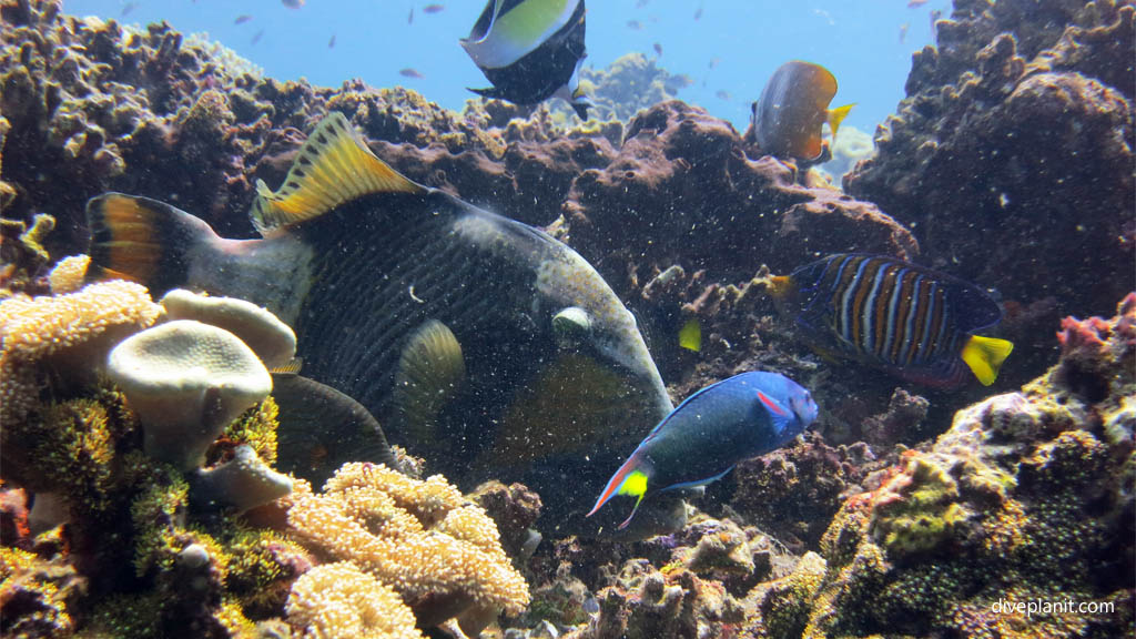 Titan trigger providing lunch diving Coral Garden Menjangan Bali Indonesia by Diveplanit