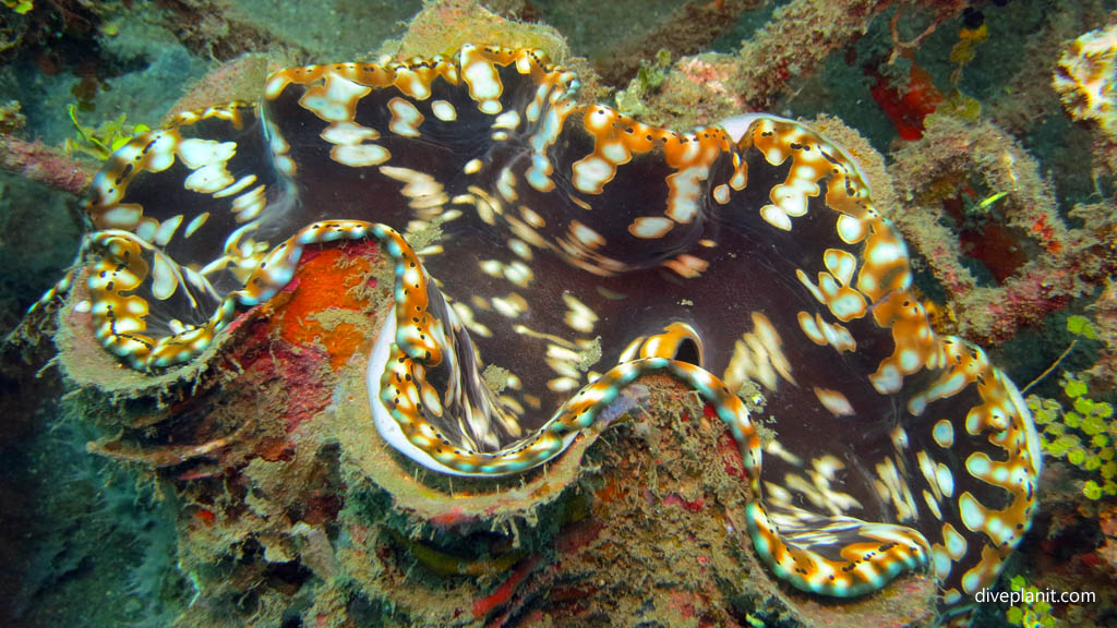 Giant clam diving Permuteran Biorock dive site Pemuteran Bali Indonesia by Diveplanit
