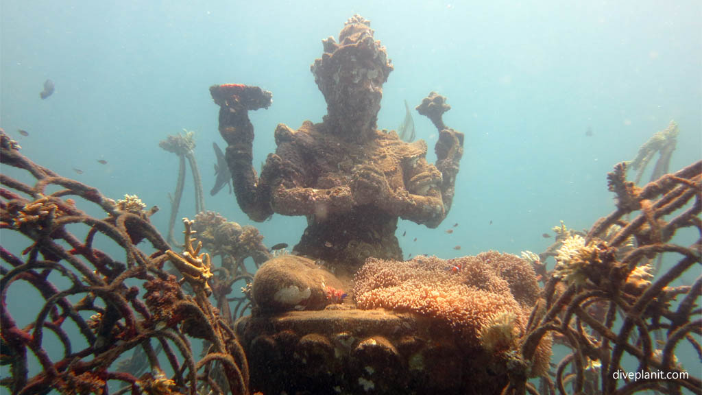 Goddess with anemone diving Menjangan Bali Indonesia by Diveplanit