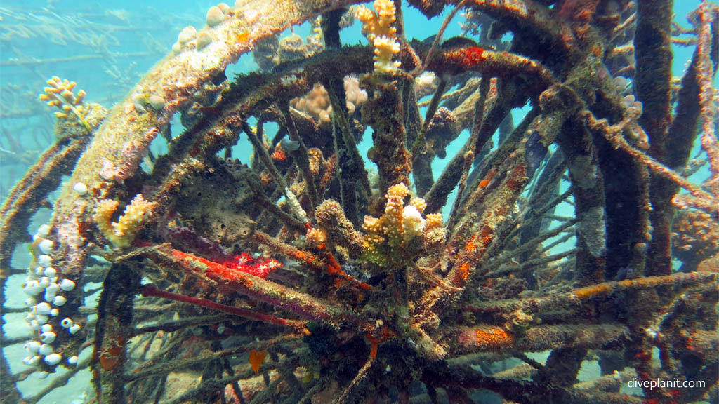 Corals on the spokes diving Permuteran Biorock dive site Pemuteran Bali Indonesia Diveplanit 9754