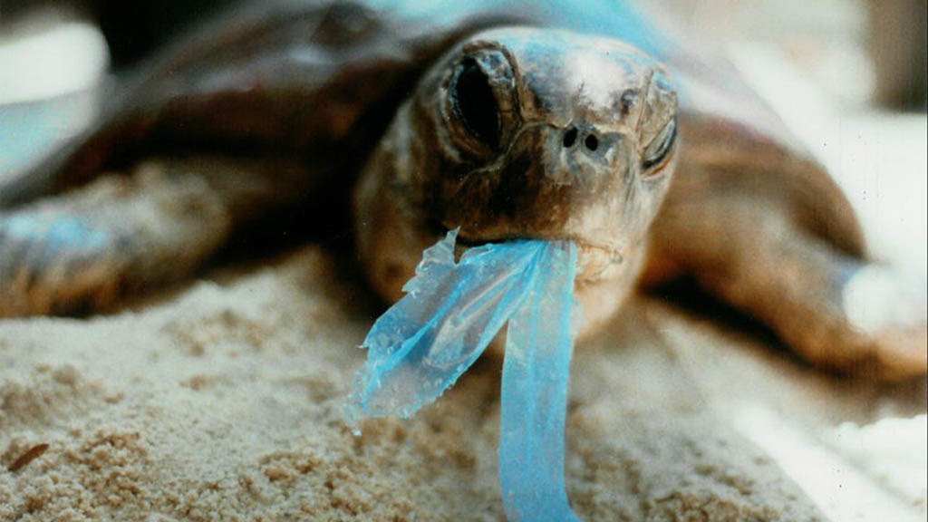 A plastic bag ban is on the agenda of the next NSW Environment Minister meeting. Send the Minister a one-line note stating your support