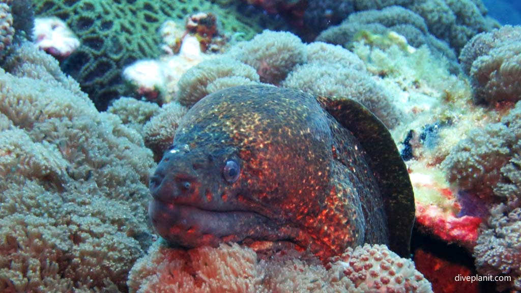 Moray with chin on xenia at South Island Admiralty Islands Lord Howe diving Lord Howe Island NSW Australia by Diveplanit