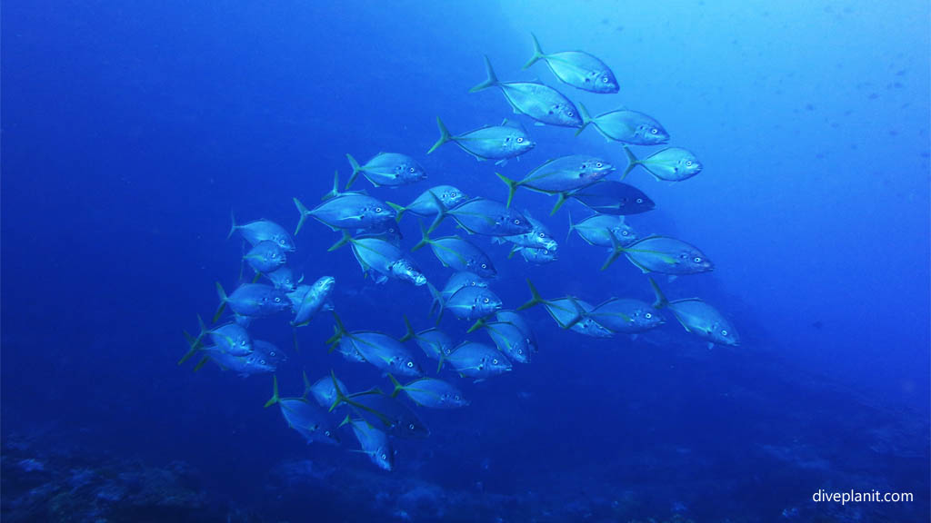 School of Silver trevally at Ball's Pyramid Observatory Rock diving Lord Howe Island NSW Australia by Diveplanit