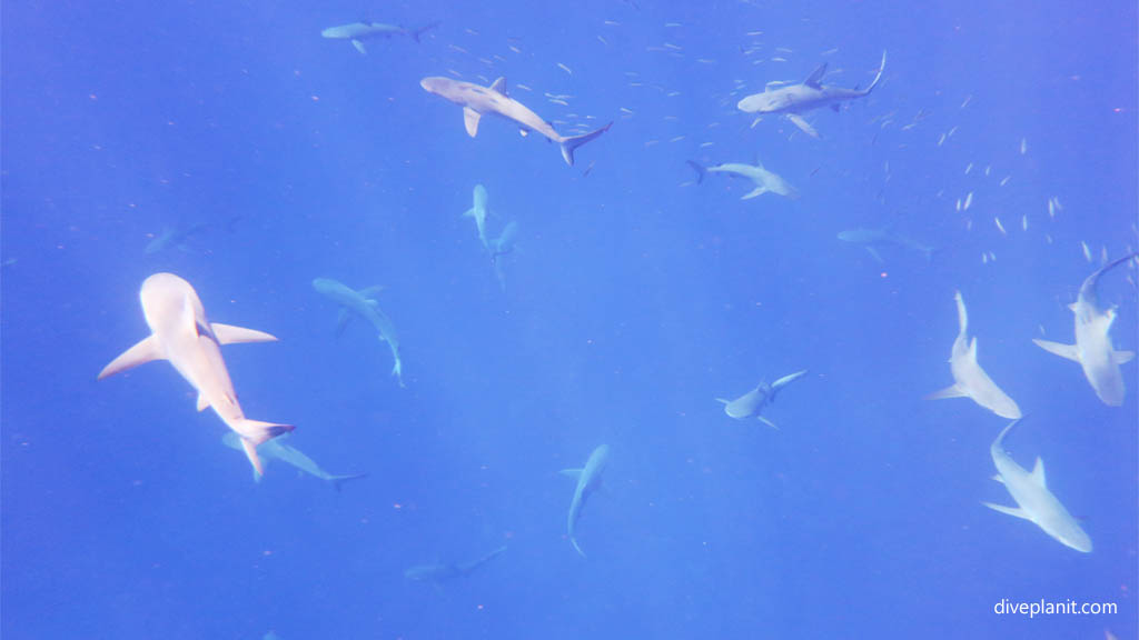 Many Galapagos Sharks at Ball's Pyramid at Lord Howe Island Dive Week NSW Australia by Diveplanit
