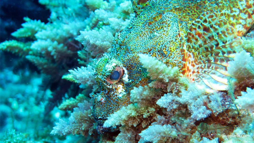 Tasselled Scorpionfish at South Island Admiralty Islands Lord Howe diving Lord Howe Island NSW Australia by Diveplanit