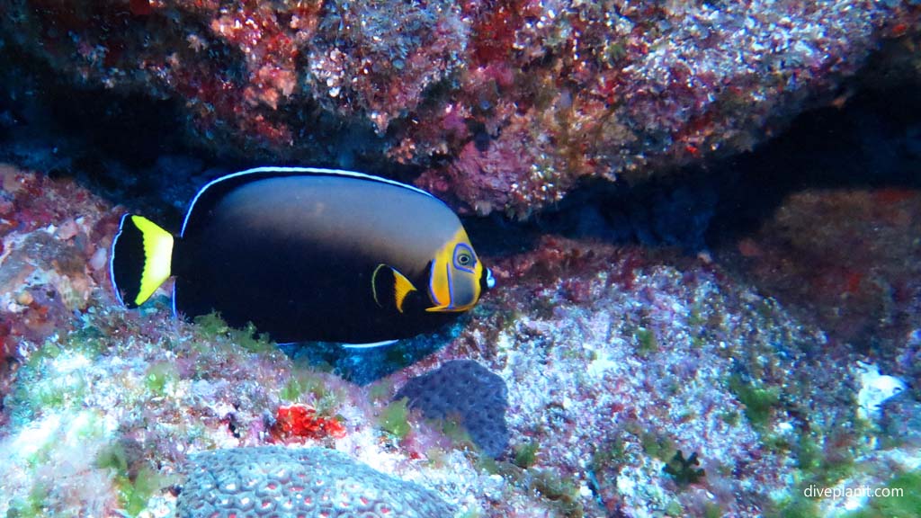Conspicuous Angelfish at Ball's Pyramid Observatory Rock diving Lord Howe Island NSW Australia by Diveplanit