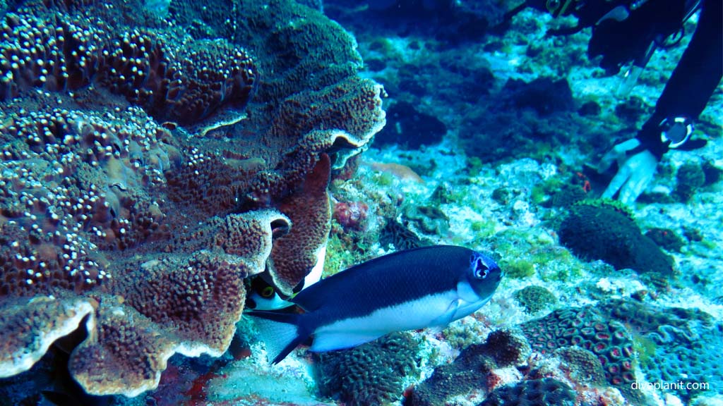 Banded Angelfish at Ball's Pyramid South East Rock diving Lord Howe Island NSW Australia by Diveplanit