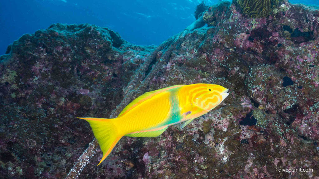 Sunset Wrasse at Oozone diving Kerama Okinawa Japan by Diveplanit