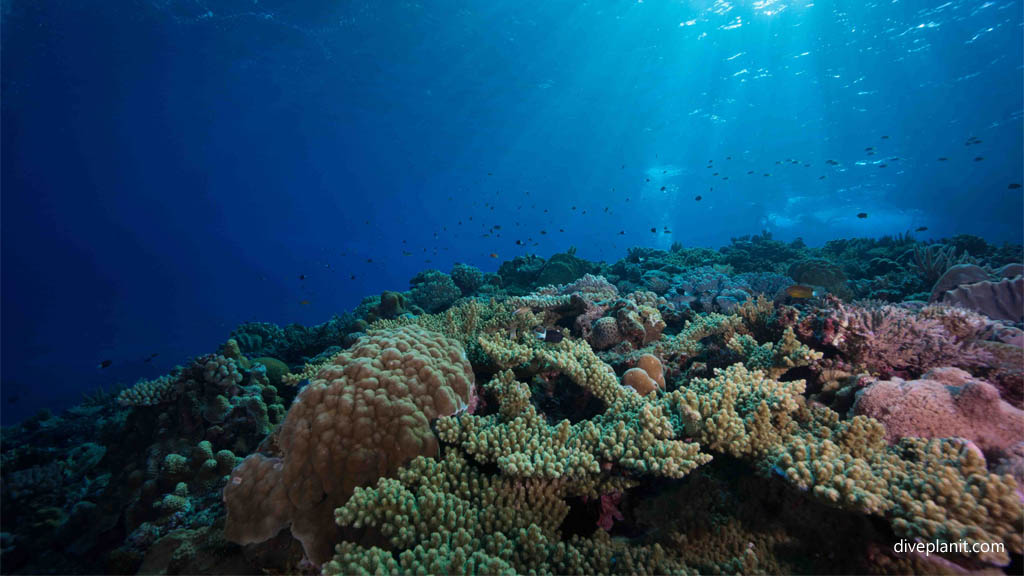 Looking back up as you head down at Triple Stones diving Kerama Okinawa Japan by Diveplanit