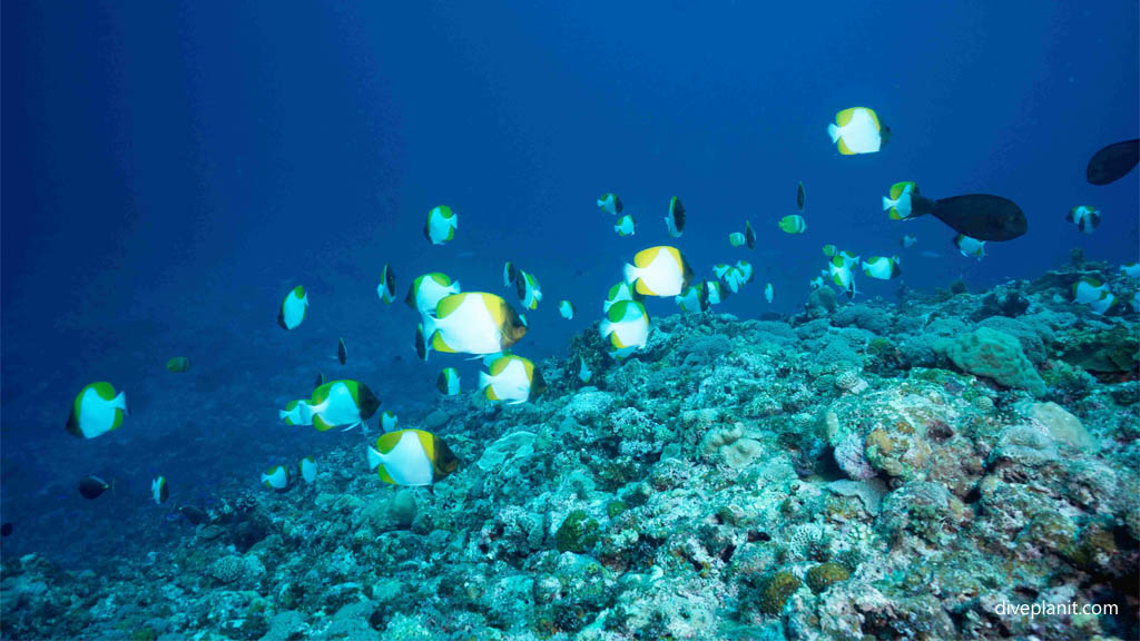 Pyramid butterflies show the way down at Nakase diving Kerama Okinawa Japan by Diveplanit