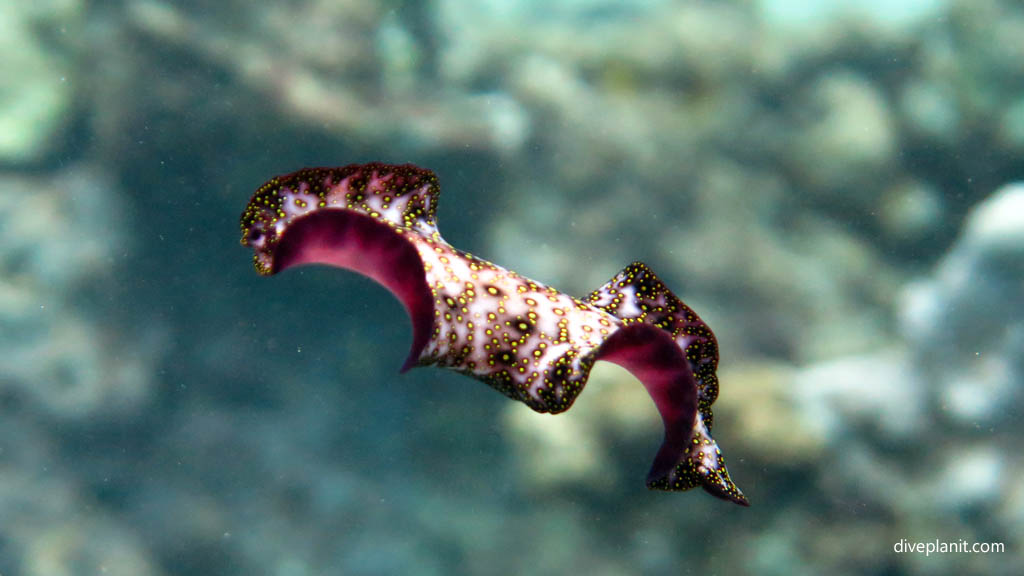 Persian Carpet swimming diving White Beach at Russell Islands Solomon Islands by Diveplanit