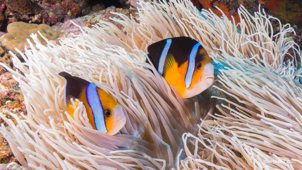 Pair of Clarks anemonefish at Kuba West diving Kerama Okinawa Japan by Diveplanit