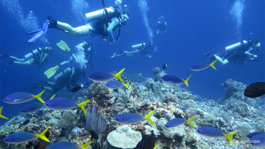 Divers and yellow tail fusiliers diving Karumolun Point at Russell Islands Solomon Islands by Diveplanit