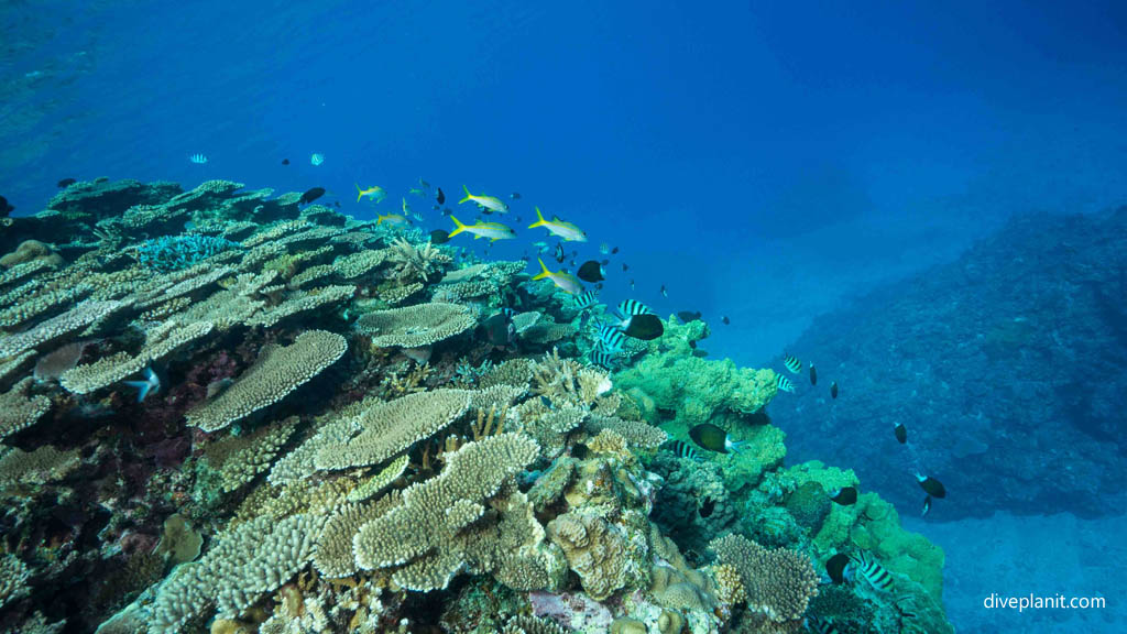 Reef fish on the reef edge at Umanzaki diving Kerama Okinawa Japan by Diveplanit