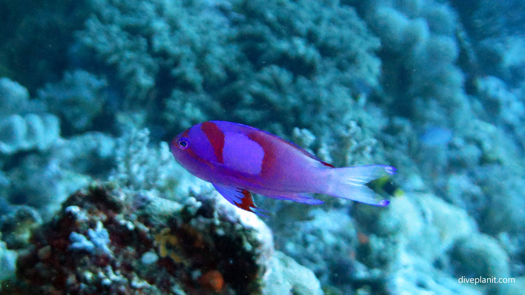Square spot anthias diving Karumolun Point at Russell Islands Solomon Islands by Diveplanit