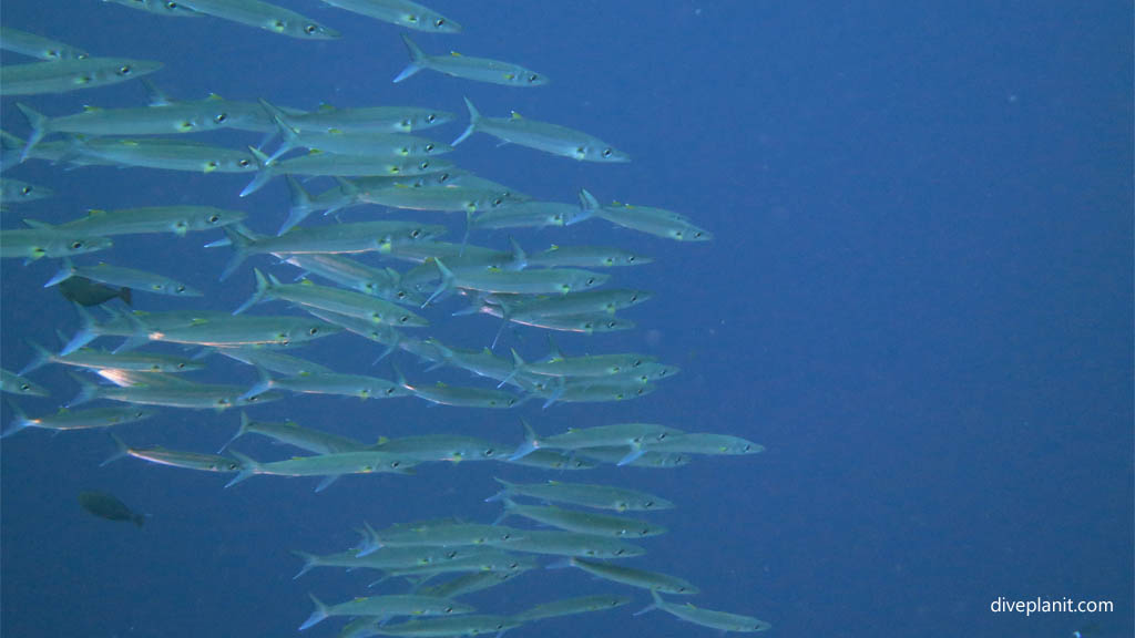 Barracuda diving Karumolun Point at Russell Islands Solomon Islands by Diveplanit