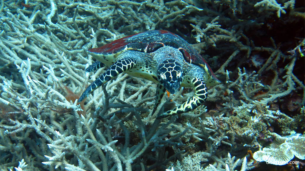 Hawksbill turtle approaches diving Karumolun Point at Russell Islands Solomon Islands by Diveplanit
