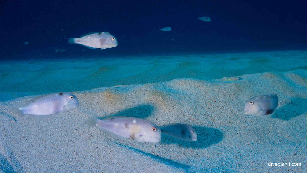 Whitepatch razorfish at Ippon Ishi diving Yonaguni Okinawa Japan by Diveplanit