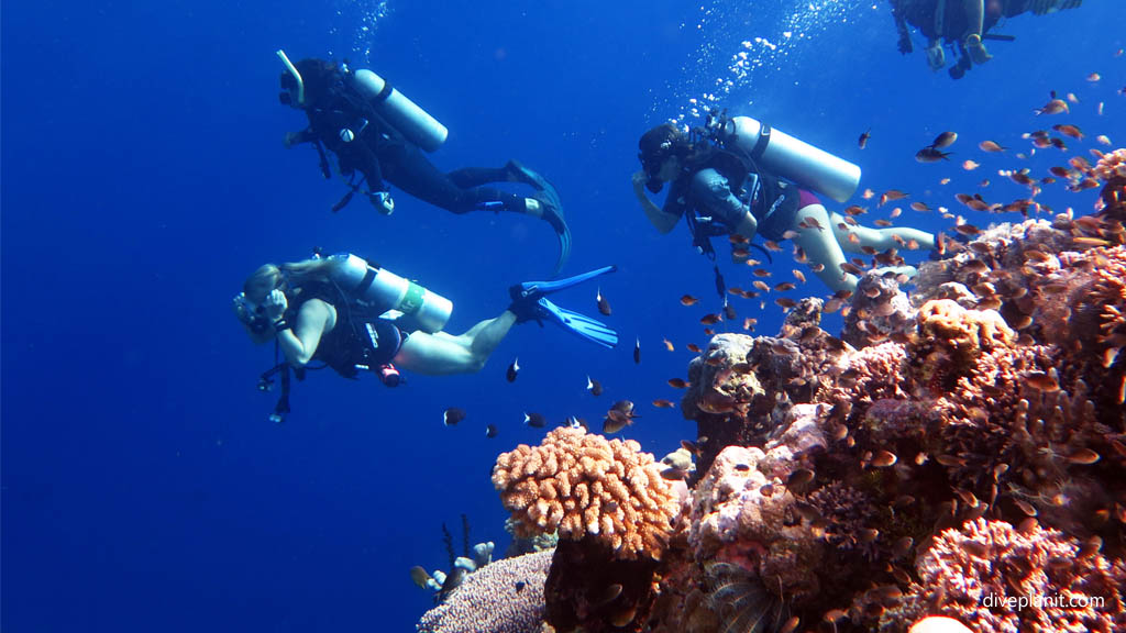 Check that water clarity diving Mirror Pond at Russell Islands Solomon Islands by Diveplanit