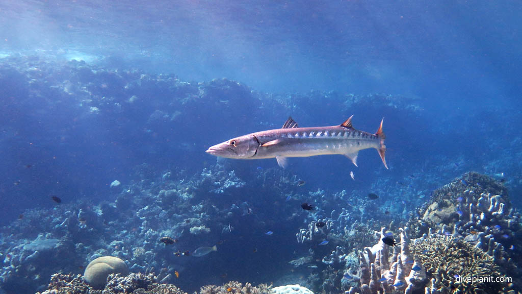 Barracuda guards the entrance diving Mirror Pond at Russell Islands Solomon Islands by Diveplanit