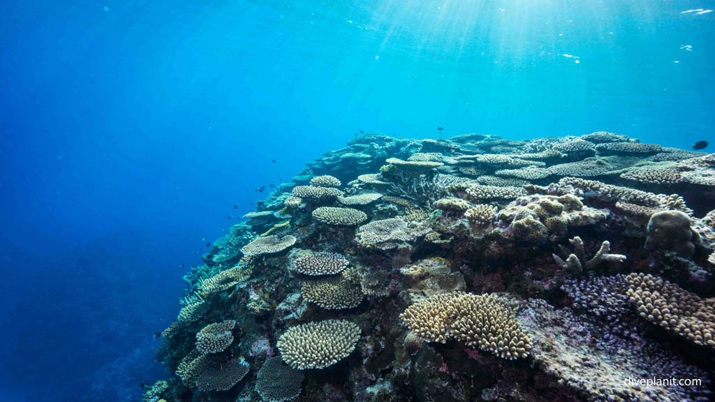 Corals continue down the slope at Umanzaki diving Kerama Okinawa Japan by Diveplanit