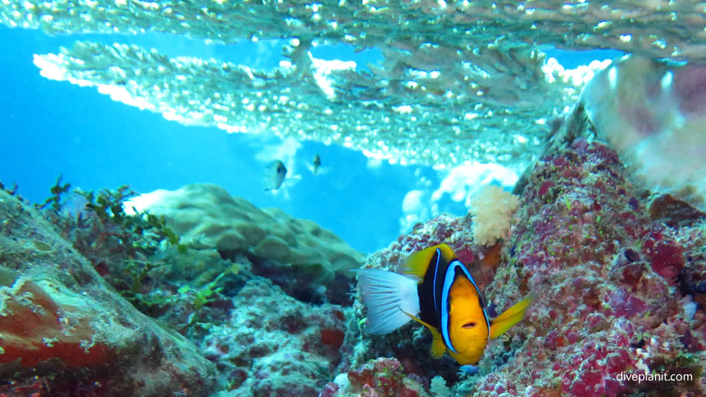 Orange Finned under an acropora diving Mirror Pond at Russell Islands Solomon Islands by Diveplanit