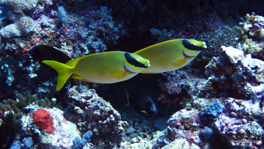 Foxface rabbitfish pair diving Leru Cut at Russell Islands Solomon Islands by Diveplanit