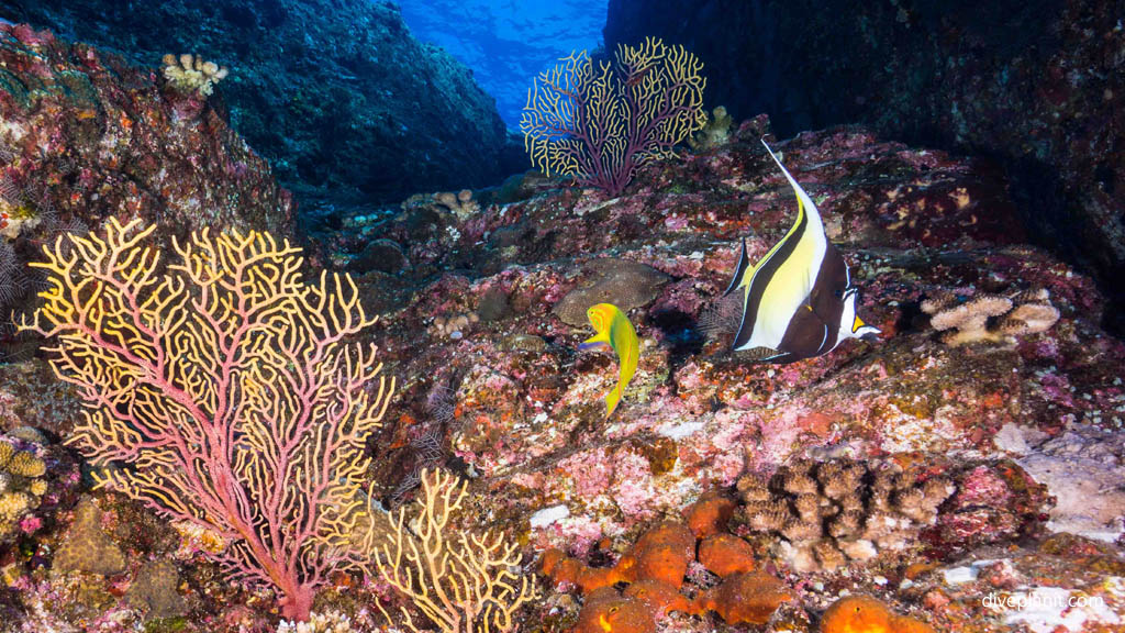 Gil from Nemo and a surge wrasse at Kuba West diving Kerama Okinawa Japan by Diveplanit