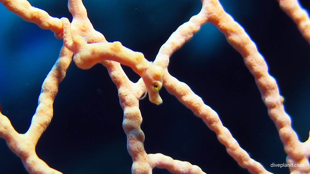 Pigmy sea horse diving Batcave at Russell Islands Solomon Islands by Diveplanit