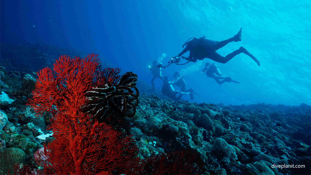 A view back up the steep slope at Nakase diving Kerama Okinawa Japan by Diveplanit