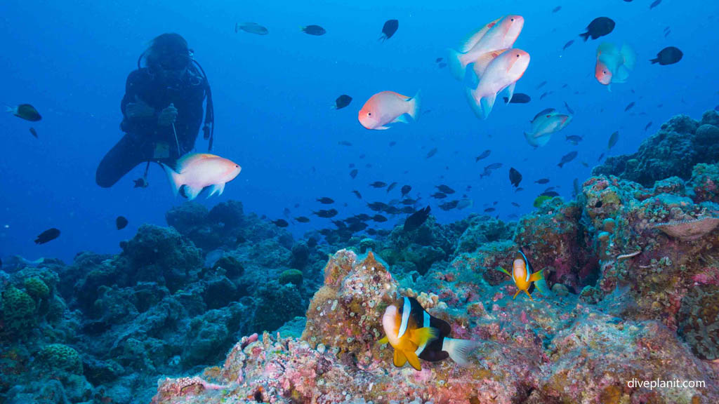 Divers Anthias and Clacks anemonefish at Oozone diving Kerama Okinawa Japan by Diveplanit