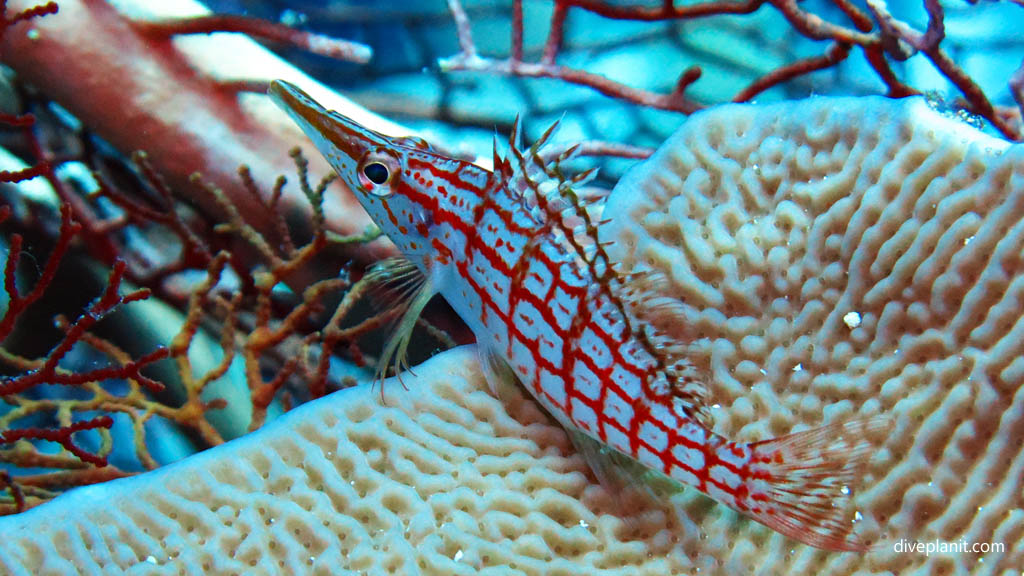 Long nose hawkfish diving Batcave at Russell Islands Solomon Islands by Diveplanit