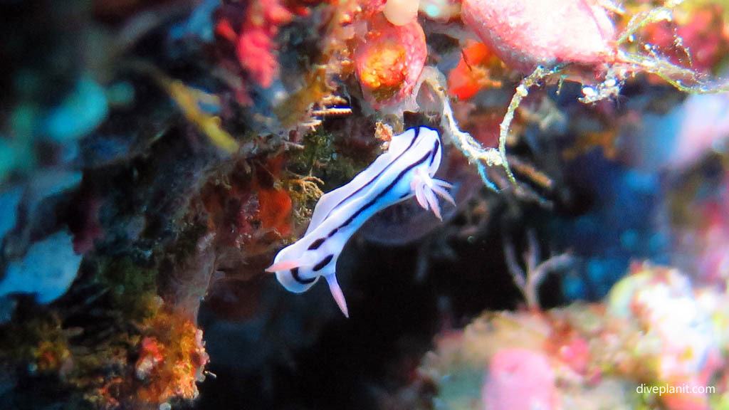 Lochs Chromodoris diving Batcave at Russell Islands Solomon Islands by Diveplanit