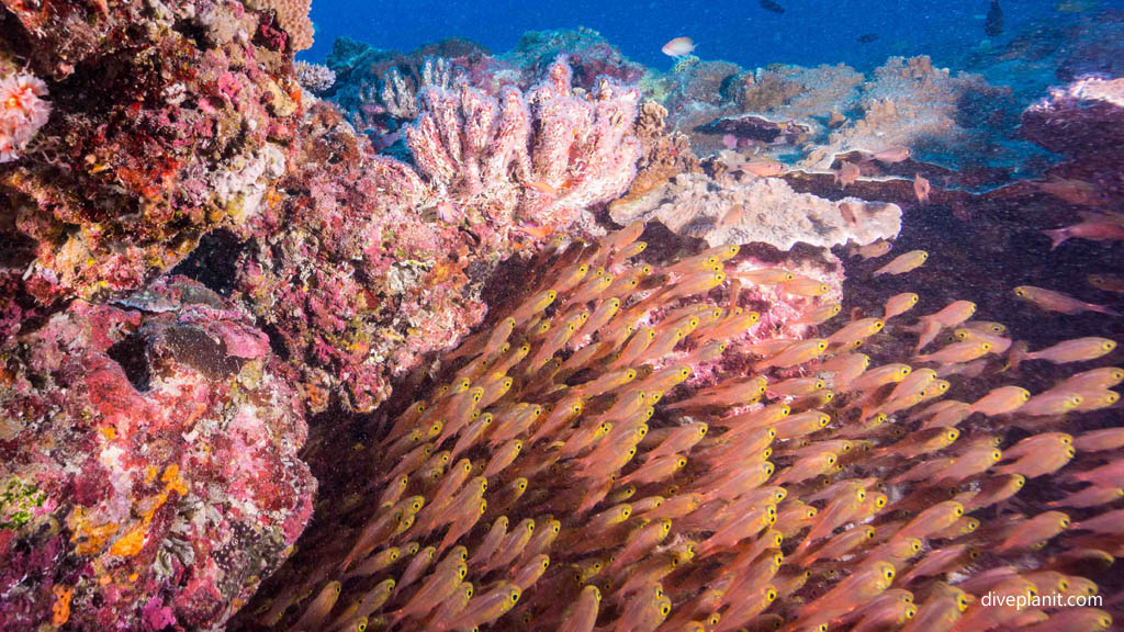 Juvenile Glass fish at Siru diving Kerama Okinawa Japan by Diveplanit