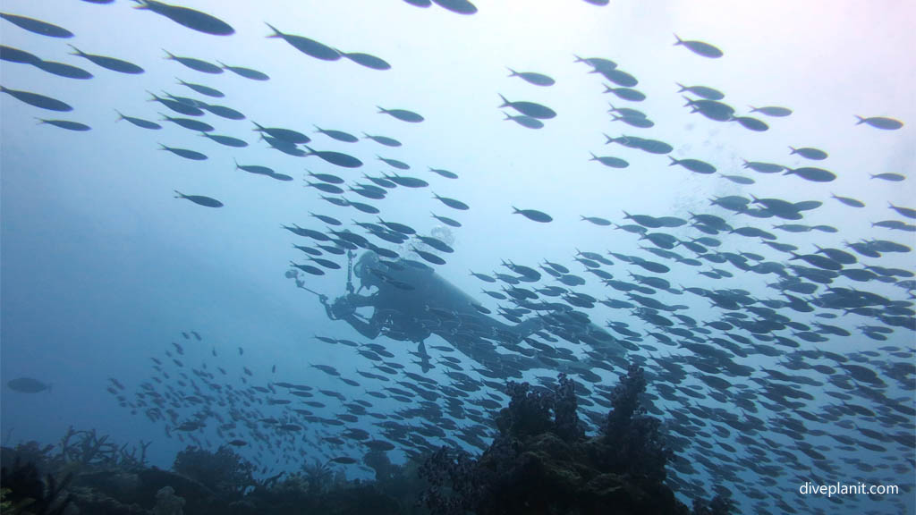 Diver in a stream of fish at The Ledge Rainbow Reef diving Taveuni Rainbow Reef Fiji Islands by Diveplanit