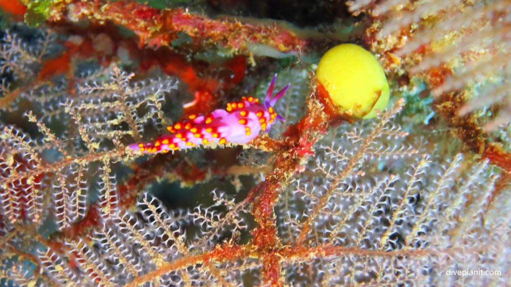 Nudibranch at The Ledge Rainbow Reef diving Taveuni Rainbow Reef Fiji Islands by Diveplanit