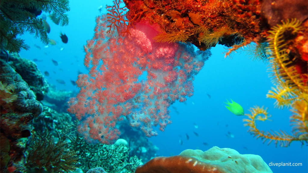 Red soft coral with Damsel at The Ledge Rainbow Reef diving Taveuni Rainbow Reef Fiji Islands by Diveplanit