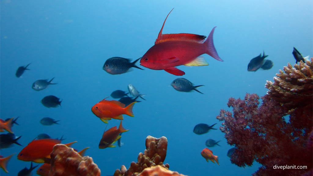 Anthias at The Ledge Rainbow Reef diving Taveuni Rainbow Reef Fiji Islands by Diveplanit