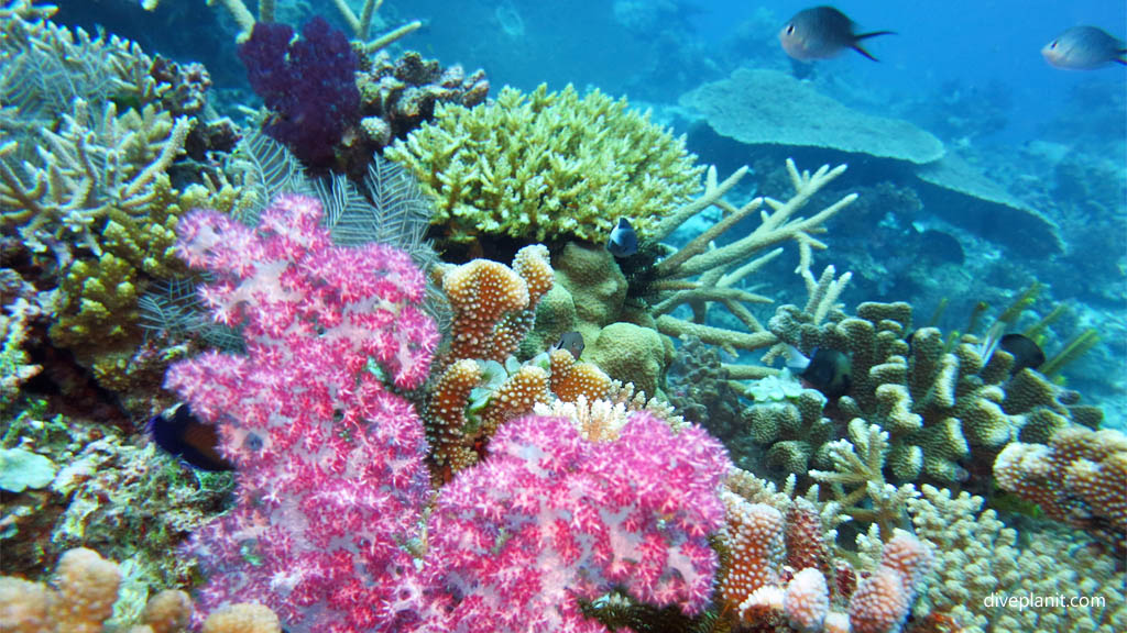 Violet soft corals amongst the hard corals at The Ledge Rainbow Reef diving Taveuni Fiji Islands Diveplanit