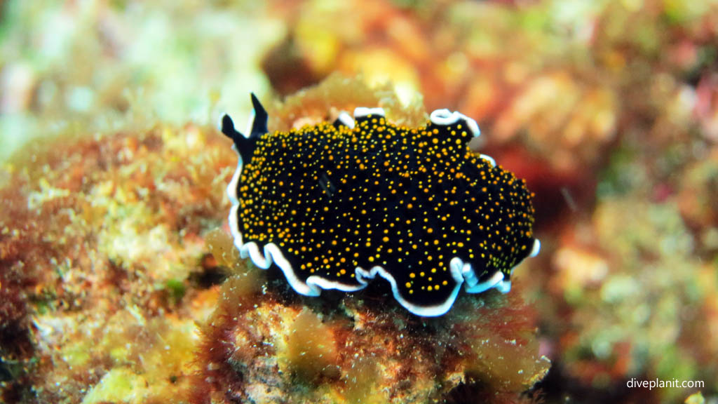 leopard spotted flatworm at The Ledge diving Taveuni Rainbow Reef Fiji Islands by Diveplanit
