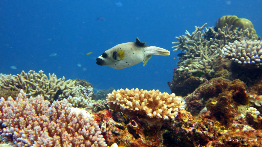 Spotted pufferfish at The Ledge Rainbow Reef diving Taveuni Rainbow Reef Fiji Islands by Diveplanit