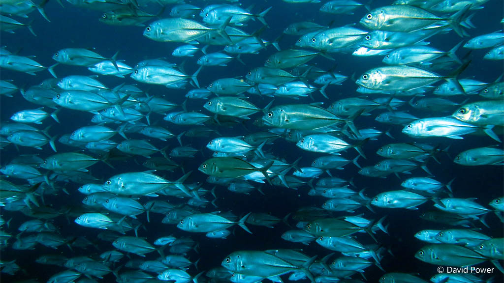 School of jacks diving Karumolun Point at Russell Islands Solomon Islands by David Power