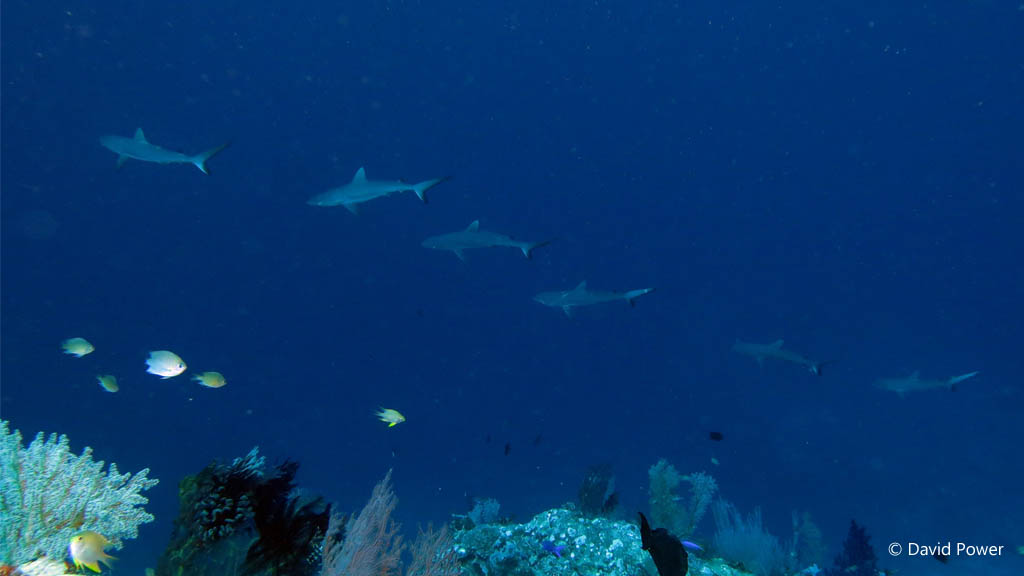 Shark children diving Karumolun Point at Russell Islands Solomon Islands by David Power